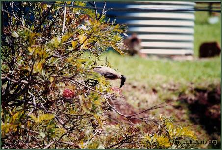 friarbird on grevillea bush
