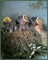 swallow-chicks