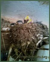 chicks-2