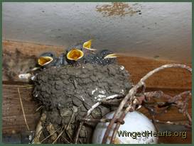 chicks-4