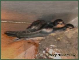 a pair of swallows