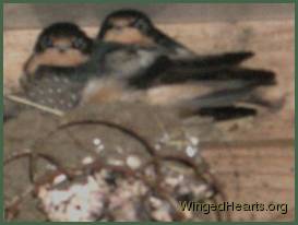 swallows-2