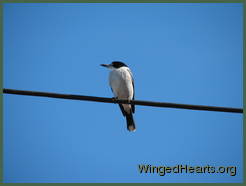 Larry the pied butcherbird on the power wire