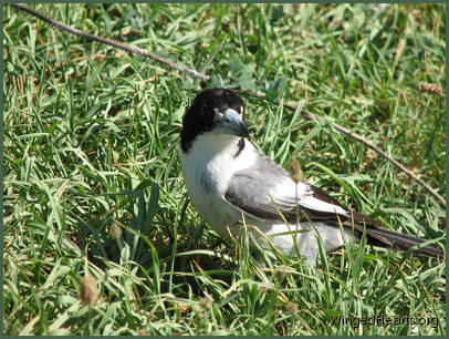 Side view - showing the soft grey coloured wings