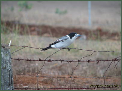 Larry sitting on the fence