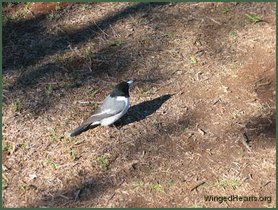 Back view of Barry - one of the young adults