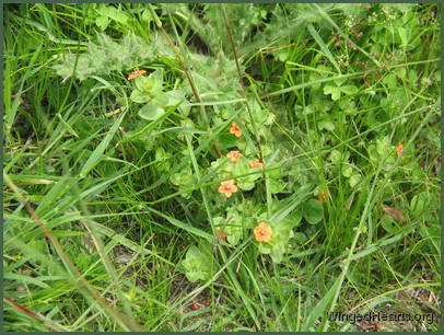 Lovely greens speckled with gorgeous coloured flowers