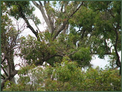 Harrie flies into these branches - but we still see no nest