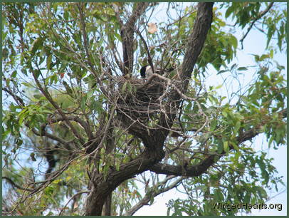 Is the nest too exposed?