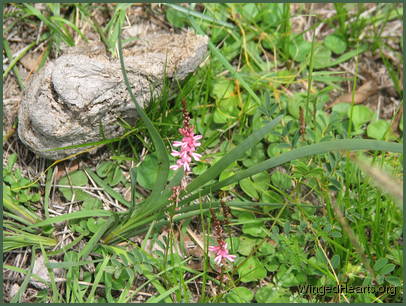 Beautiful wildflowers have surfaced all around