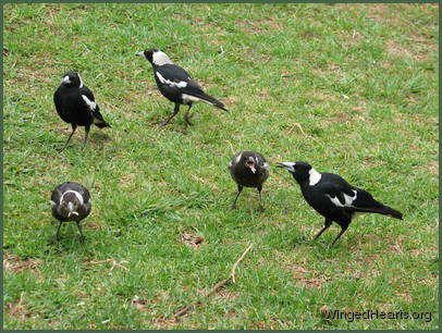 Rinky, Vicky, Philly , Sophie and Maggie - magpie family