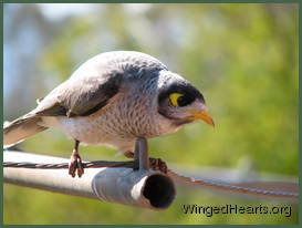 beak-2