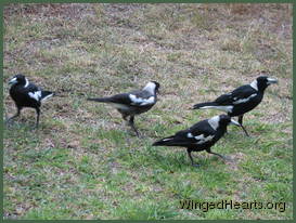 Maggie-family