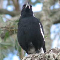 Vicky-magpie