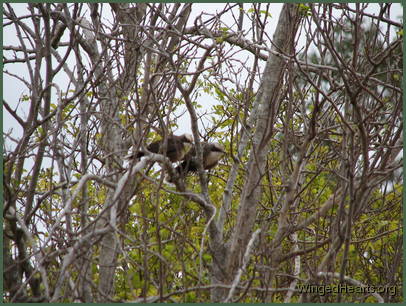 Let's take a peek through the branches