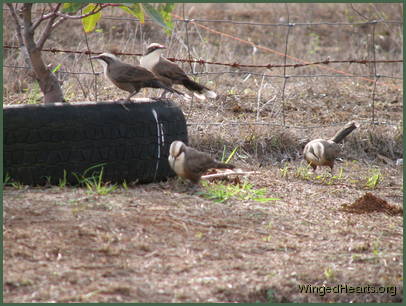 babblers frolicking