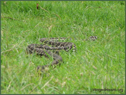 carpet
            python