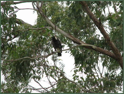 Vicky was squawking from above