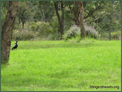 Maggie giving chase and revealing its location