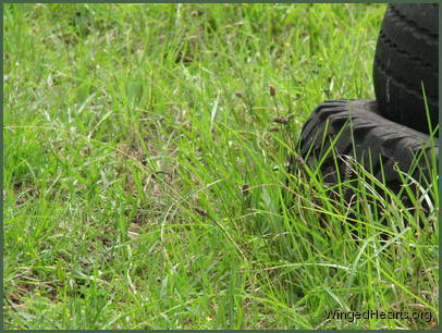 just behind an old tyre