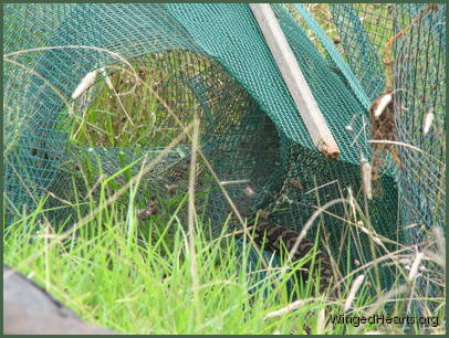 into a roll of netting