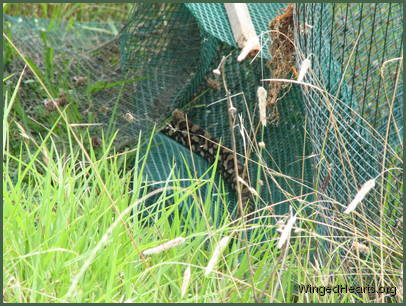 before sliding out into the bush - Thank you Maggie and family