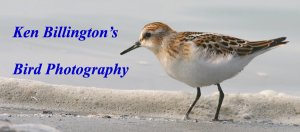 ken_billington's_bird_photography.jpg