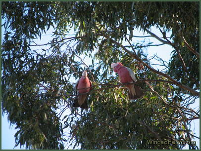 2 galahs in a tree