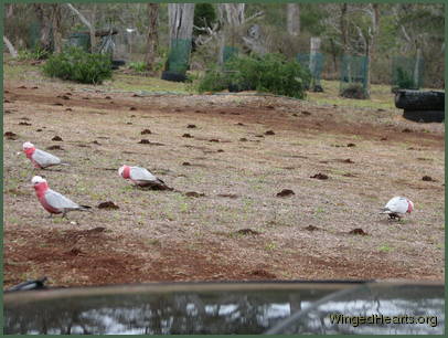 Note the phenomenal ant mounds as the drought breaks