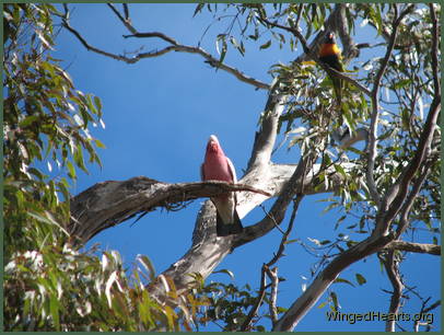 Say hello to my rainbow lorikeet friend