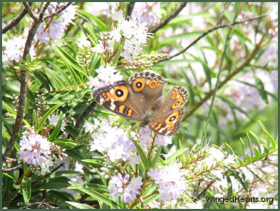 with butterflies all around - Thanks again Larry and Harrie