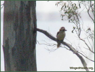 And the kookaburra too