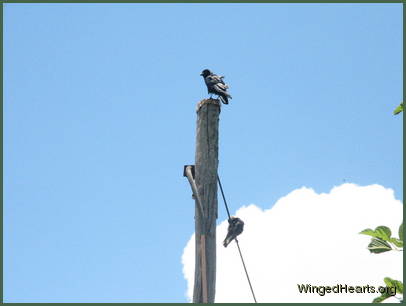 The crows and magpies have been keeping an eye on our trek