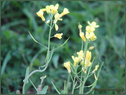 Such rich gold and yellows - couldn't resist a close-up