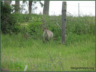 The wallabies too are enjoying the feast