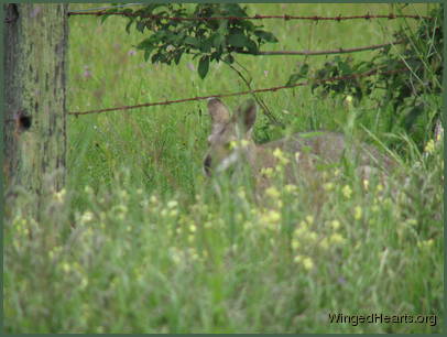 keeping a shy eye on us