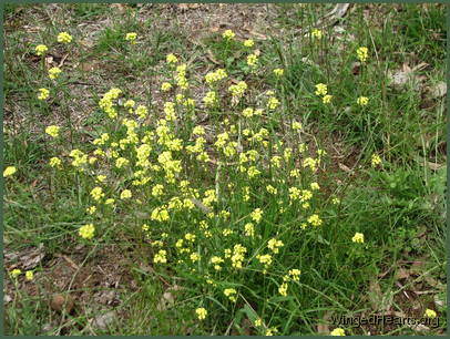 More wildflowers adorn the path