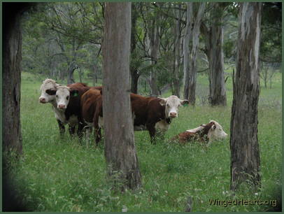 The cows look on from the distance