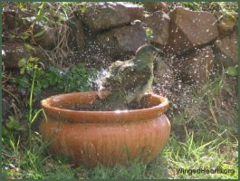 bowerbird in lilypot