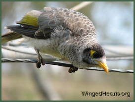beak-1