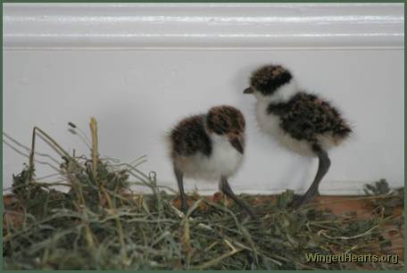 baby plovers - 2