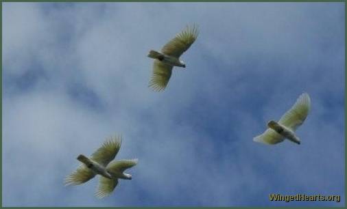 Freely soaring cockatoos