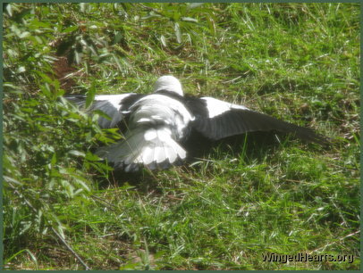 Magpie On Pitch. Bertie Magpie takes a sunbath