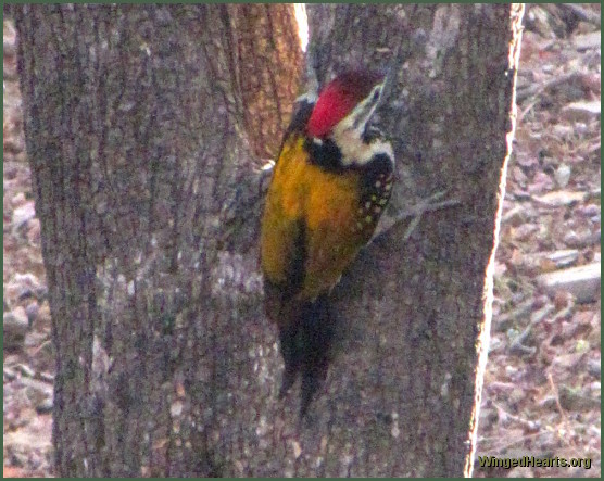 woodpecker at Ranthambore