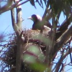 Vicky-on-nest