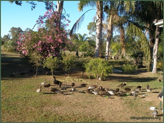 Barbara's Backyard Birds