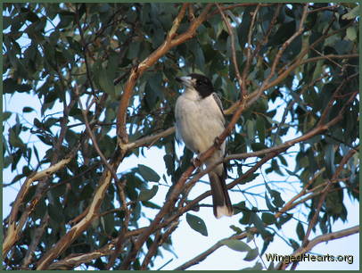 grey butcherbird sitting on a tree