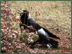 Magpie in a trance - semi-spread position