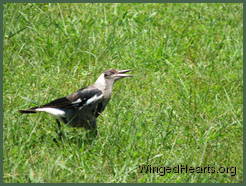 juvenile magpie in a trance -sitting position