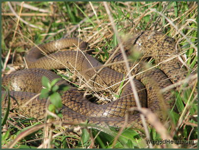 A coiled snake in my path - hard to tell which - maybe an eastern brown